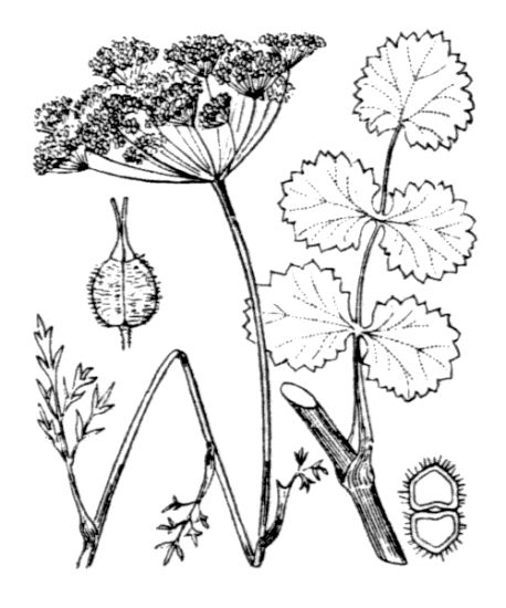 Pimpinella peregrina L.