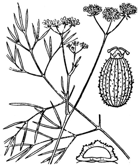 Seseli longifolium L. subsp. longifolium