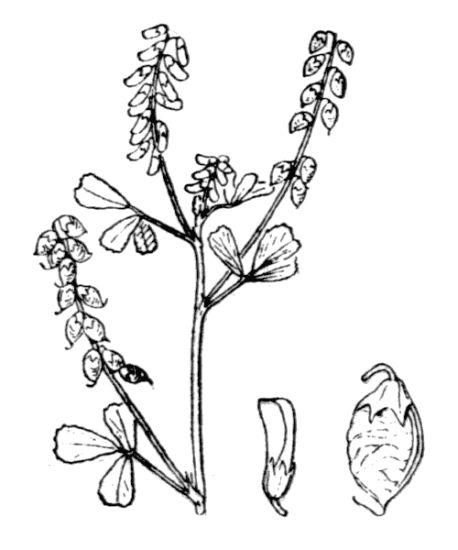 Trigonella elegans (Salzm. ex Ser.) Coulot & Rabaute