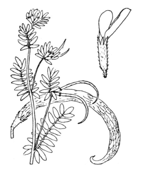 Ornithopus compressus L.