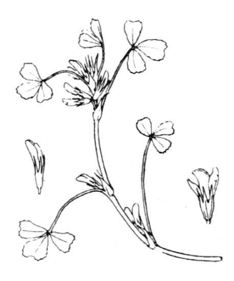 Trifolium ornithopodioides L.