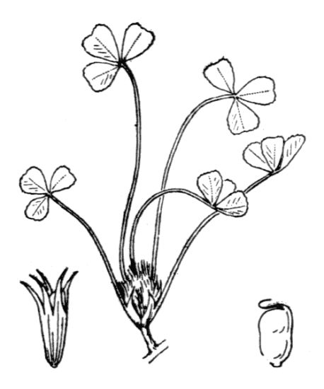 Trifolium suffocatum L.