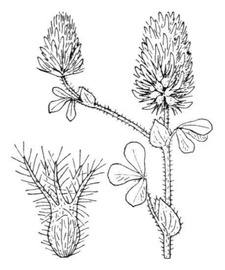 Trifolium sylvaticum GÃ©rard