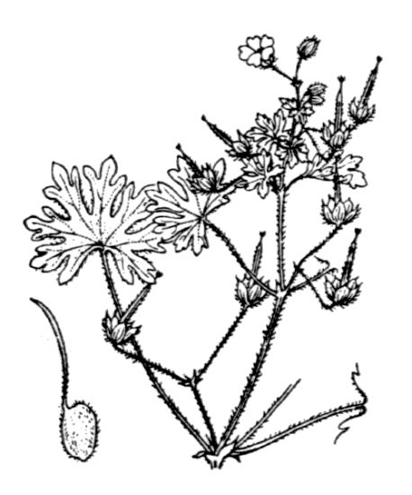 Geranium pusillum L.