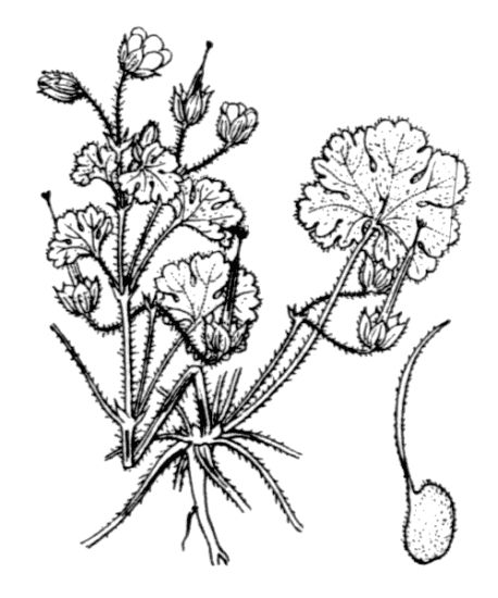 Geranium rotundifolium L.