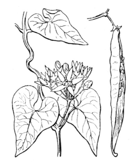 Cynanchum acutum, Crisciola, Stranglewort