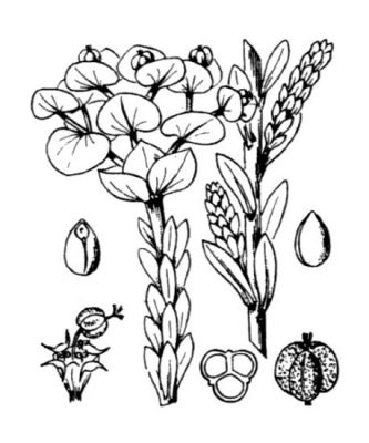 Euphorbia paralias - 