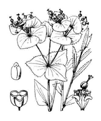 Euphorbia serrata L. 