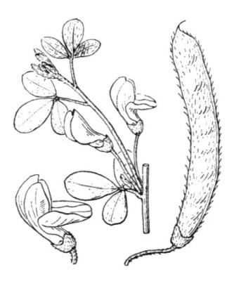 Cytisus villosus - 