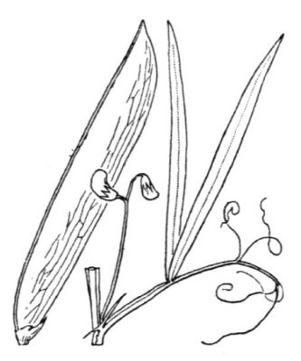 Lathyrus annuus - 