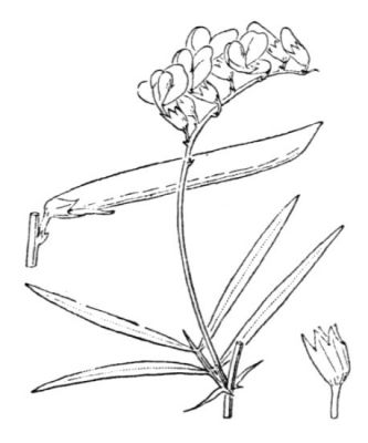 Lathyrus filiformis - 
