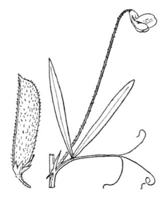 Lathyrus hirsutus