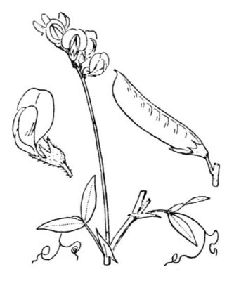 Lathyrus pratensis