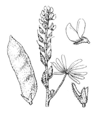 Lupinus angustifolius L. 
