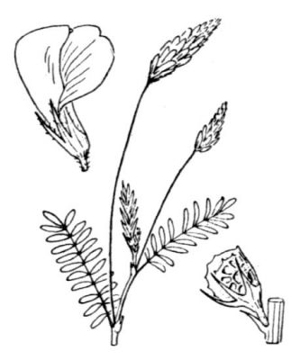 Onobrychis viciifolia Scop. 