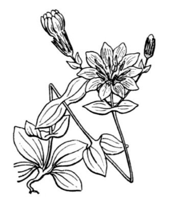 Blackstonia perfoliata subsp. grandiflora - 