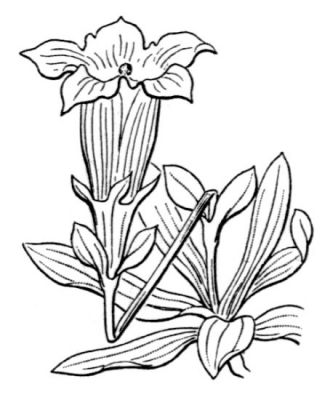Gentiana angustifolia Vill.