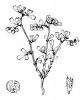Medicago secundiflora - Hippolyte Coste - Flore descriptive et illustrée de la 
France, de la Corse et des contrées limitrophes, 1901-1906 - This image is in 
public domain because its copyright has expired.
