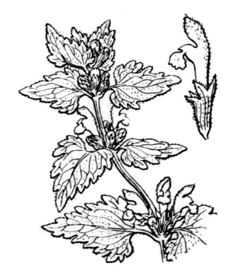 Lamium garganicum L.
