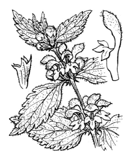 Lamium galeobdolon (L.) Crantz