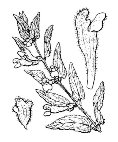 Scutellaria minor Huds.