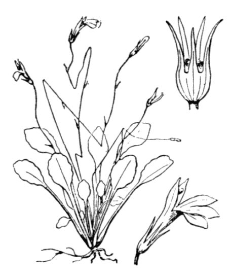 Solenopsis minuta (L.) C. Presl