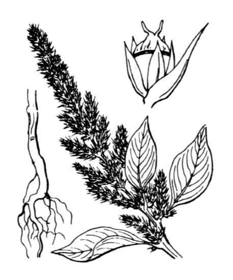 Amaranthus cruentus L.