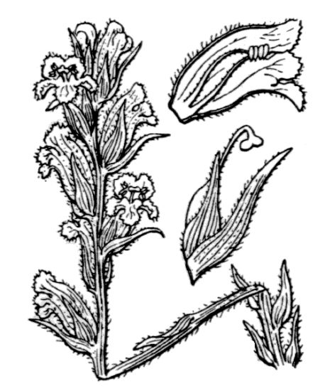 Orobanche alba Willd.