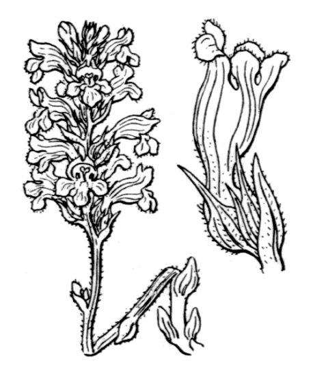 Orobanche ramosa L.