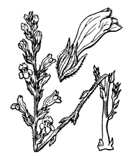 Orobanche ramosa L. subsp. ramosa