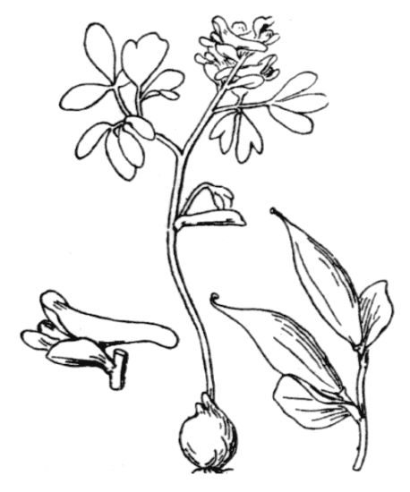 Corydalis intermedia (L.) MÃ©rat
