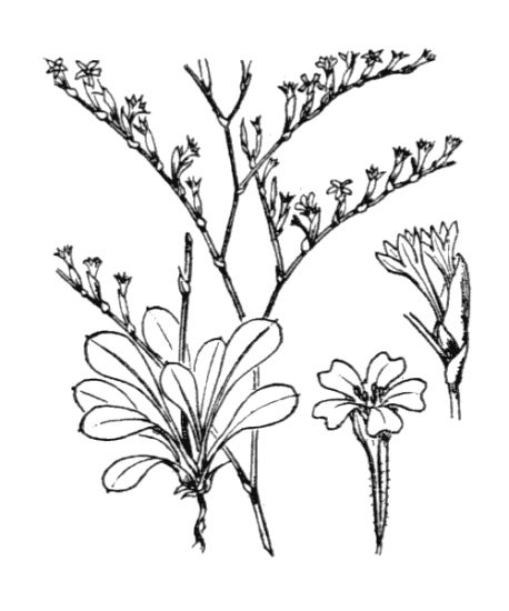 Limonium duriusculum (Girard) Fourr.