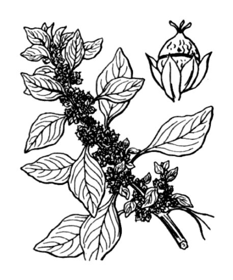 Amaranthus graecizans L. subsp. silvestris (Vill.) Brenan