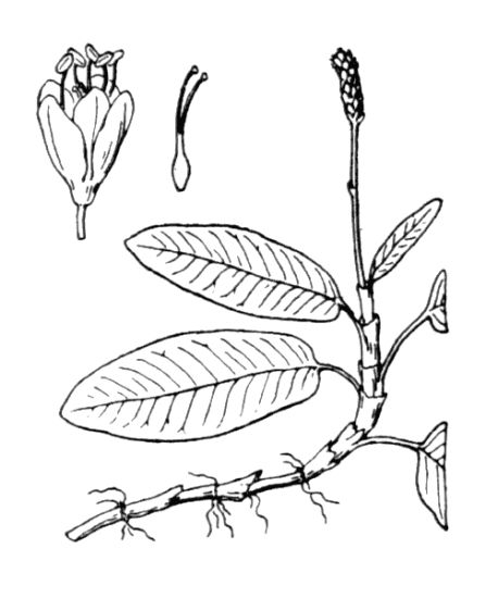 Persicaria amphibia (L.) Gray