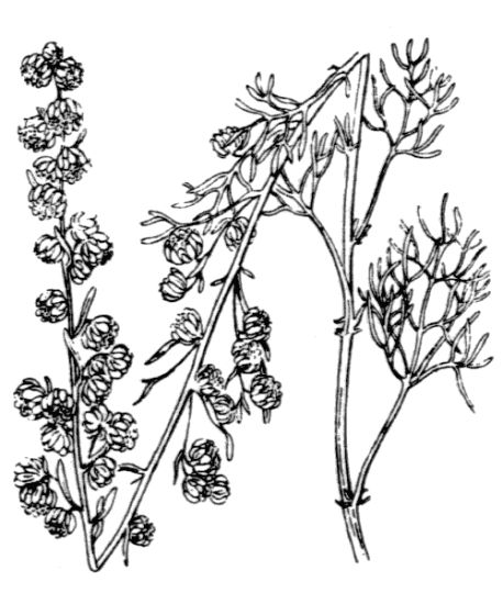 Artemisia alba Turra