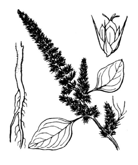 Amaranthus hybridus L. var. hybridus