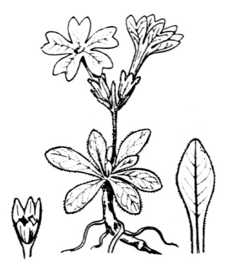 Primula integrifolia, Entire Leaved Primrose, Primula a foglie intere