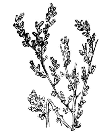 Artemisia caerulescens subsp. gallica (Willd.) K. M. Perss.