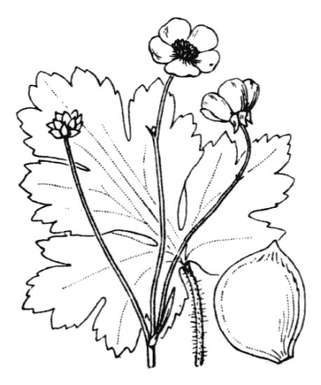 Ranunculus velutinus Ten.