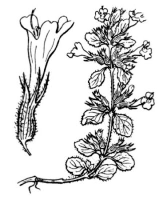 Acinos alpinus subsp. alpinus - 