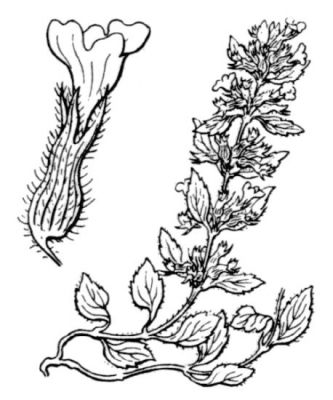 Acinos arvensis subsp. arvensis - 