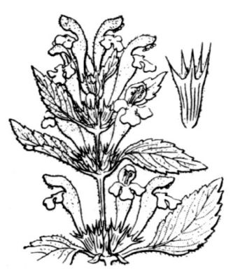 Galeopsis segetum - 