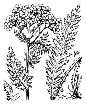 Achillea distans subsp. tanacetifolia