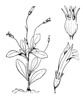 Solenopsis laurentia - 