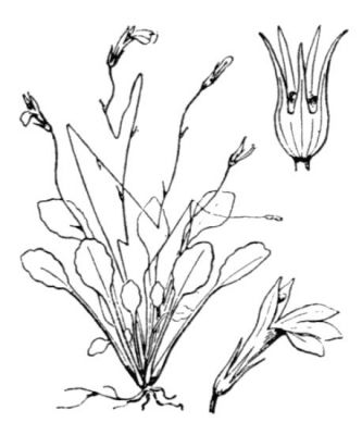 Solenopsis minuta subsp. corsica - 