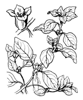 Ludwigia palustris - 