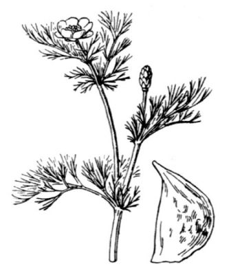 Adonis annua subsp. annua - 