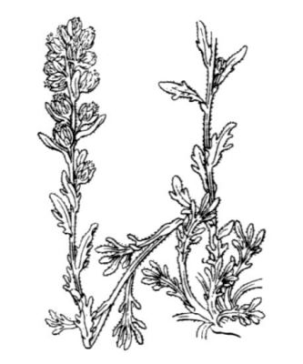 Artemisia genipi - 