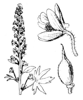 Delphinium staphisagria - 