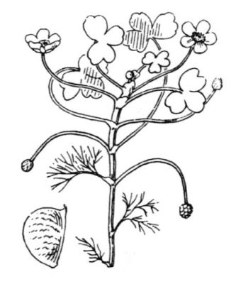 Ranunculus aquatilis L.